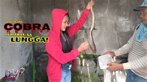 Dalawang Cobra Lumabas Sa Lungga Venom Rose Zuma Haring Ahas