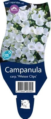 Campanula Carpatica Weisse Clips Karpatenklokje Kopen