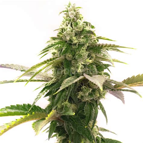 Zkittlez Feminized Cannabis Seeds Indopedia