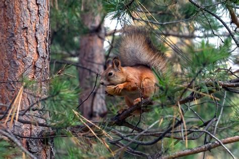 Una Linda Ardilla Roja Se Sienta En Una Rama De Pino Y Come Nueces Los