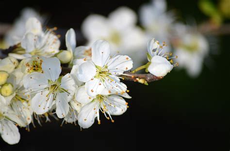 Plum Blossoms White Flowers Flower - Free photo on Pixabay