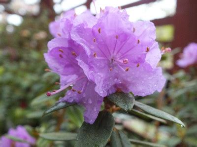 Rhododendron Ramapo