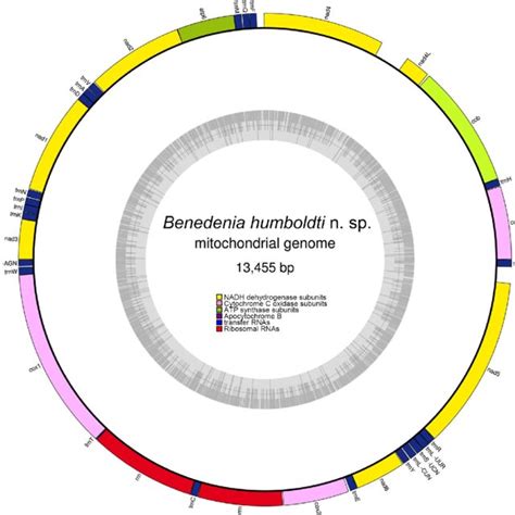 Secondary Structure Of TRNAs In The Mitochondrial Genome Of Benedenia