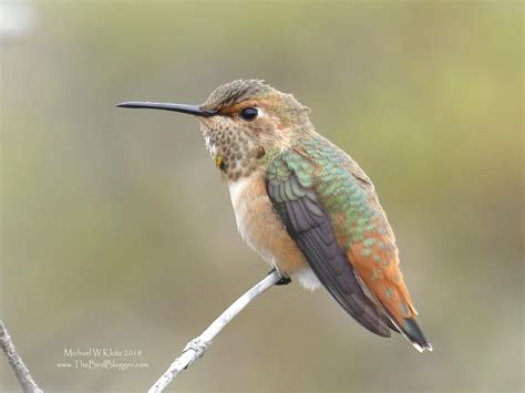 Rufous Hummingbird Audubon Field Guide