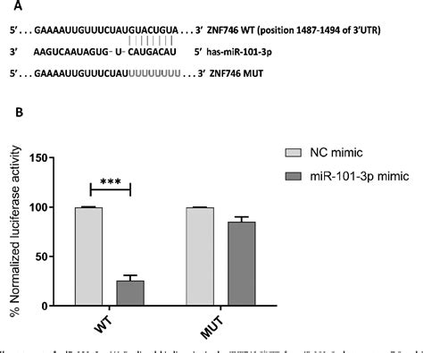 Figure From Unveiling The Regulatory Of Mir P On Znf In A