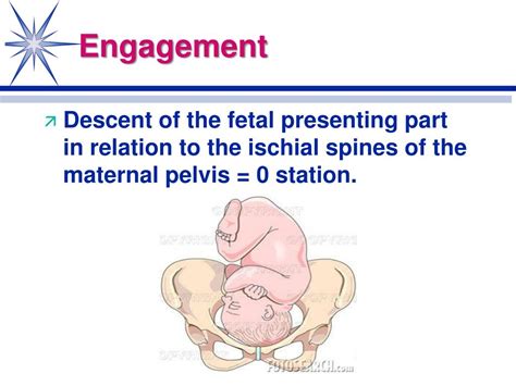 Ppt Normal Labor And Delivery Physiological Adaptations Chapter 17