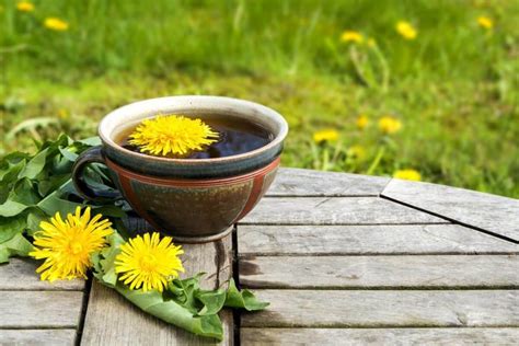 5 bienfaits de la tisane de racine de pissenlit comment la préparer