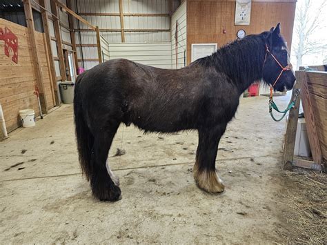 Craigslist Horses