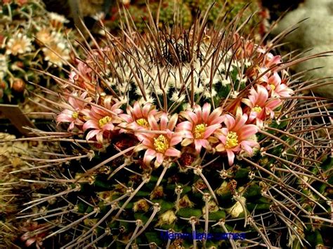 Mammillaria Carnea