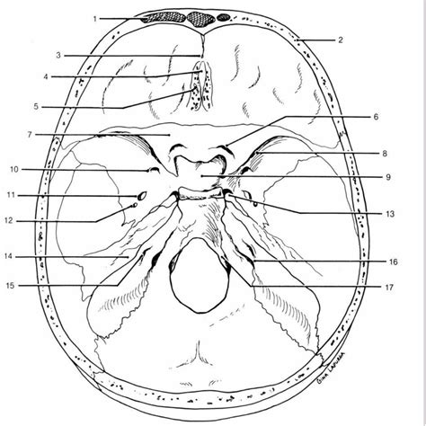 The Cranial Vault Diagram Quizlet