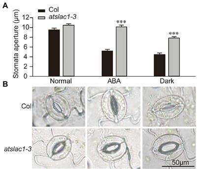 Frontiers Transcriptome Profiling Of Arabidopsis Slac Mutant