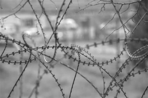 Barbed Wire Fence at the Border Stock Photo - Image of migration, armed: 215605382