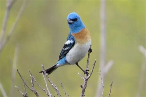 Birds Similar To Painted Buntings With Photos Golden Spike Company