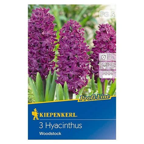 Kiepenkerl Blumenzwiebel Hyazinthe Woodstock Bl Tenzeit April