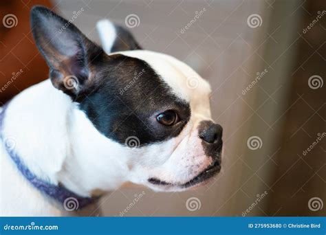 Boston Terrier Dog Portrait Her Face Is In Profile Stock Photo Image