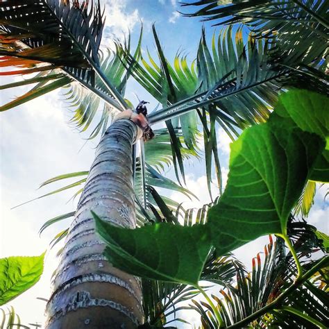 Premium Photo Low Angle View Of Palm Tree Against Sky