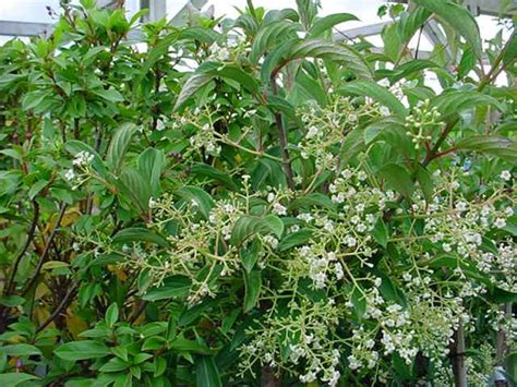 Viburnum X Hillieri Winton Sneeuwbal Bloemenpark Appeltern