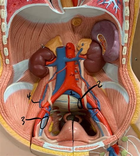 Practical 2 Abdominal Veins Diagram Quizlet