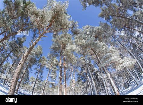 Forest Of Scots Pine After Heavy Snowfall Cairngorms National Park