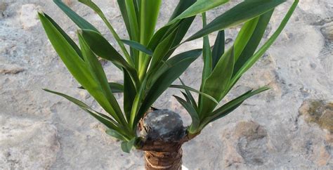 Болезни юкки с фото (Много фото) - artshots.ru