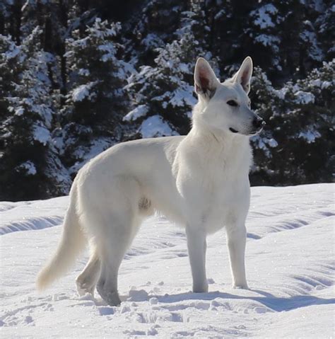 Recherche Femelle Berger Blanc Suisse Lof Pour Saillie Berger Blanc