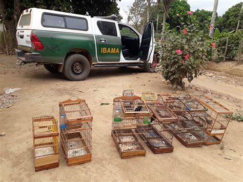 Ibama Apreende T De Pescado E Animais Silvestres Em A O No Am