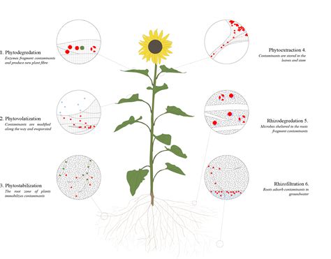 Phytoremediation Principles — Power Plants Phytoremediation