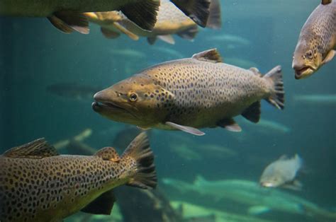 Gli Allevamenti Di Salmone Mettono In Pericolo La Sopravvivenza Degli