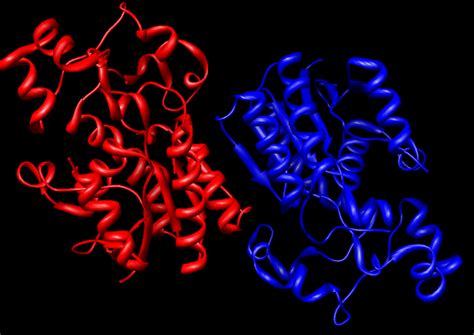 Enzyme CreationWiki The Encyclopedia Of Creation Science