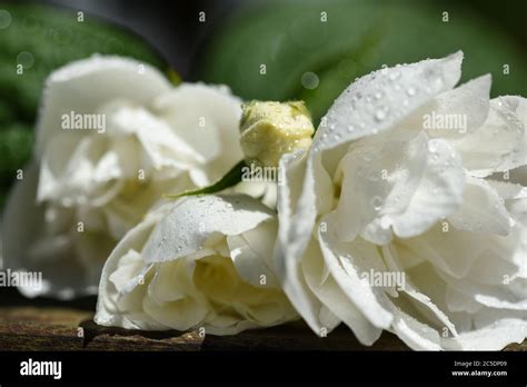 Flor Con Pétalos Blancos Fotografías E Imágenes De Alta Resolución