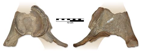 Coelodonta antiquitatis hip - Mammals - The Fossil Forum