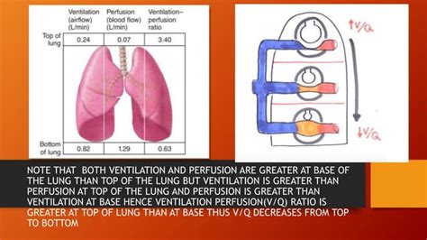 Diffusion Across Respiratory Membrane Ventilation Perfusion Ratio And Abnormalities Ppt