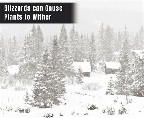 What Happens During A Blizzard? - (Discover the Impact)