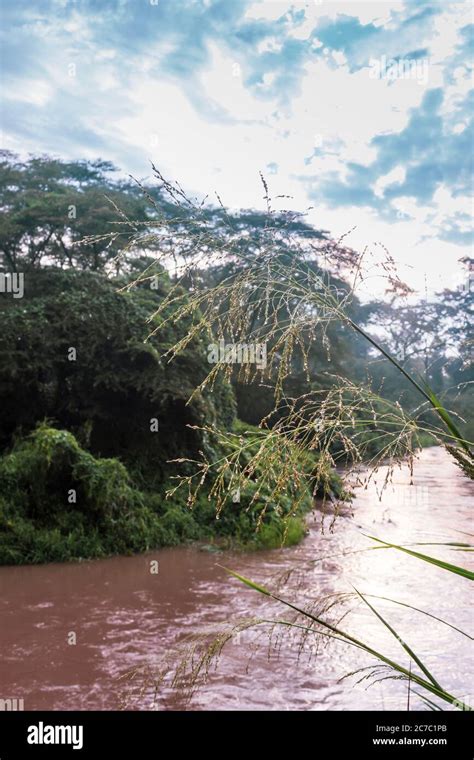 Vista Al Amanecer Del Río Ishasha Con árboles Creciendo Y Las