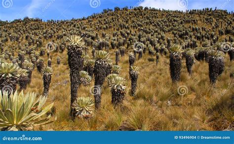 Frailejones, Paramo De Oceta Stock Photo - Image of paramo, boyaca ...