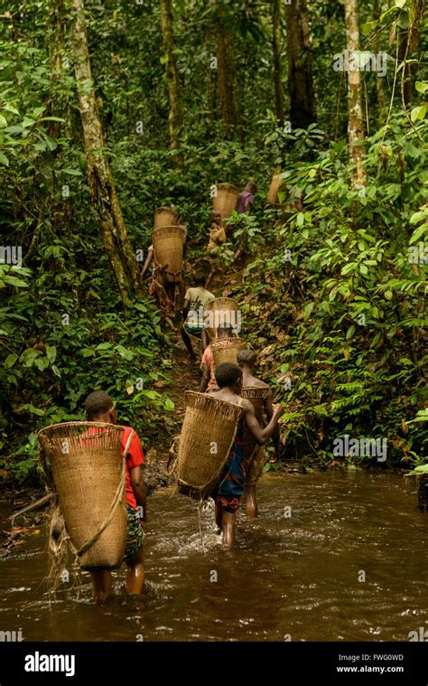 Bayaka Pygmies In The Equatorial Rainforest Central African Republic