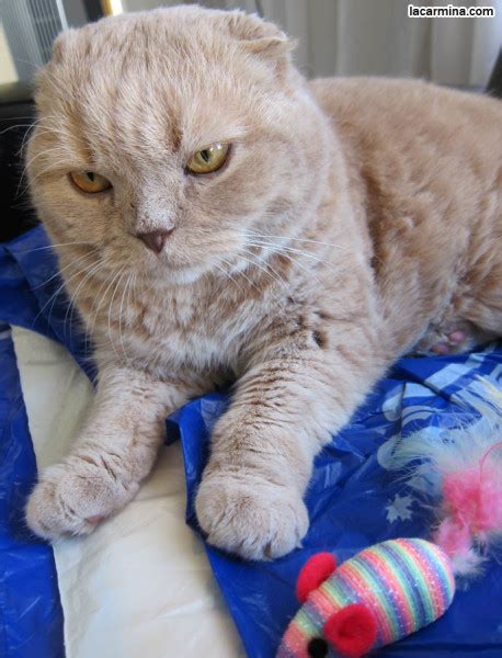 The 25 Grumpiest Cats Ever