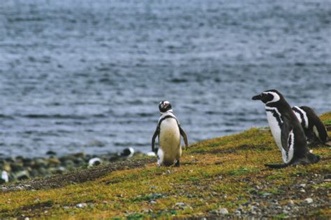 Bakgrundsbilder Sjöfågel Vilda Djur Och Växter Näbb Fauna Pingvin