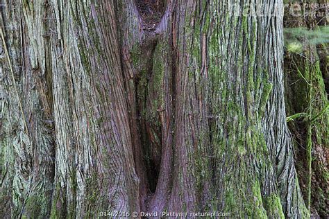 Stock Photo Of Western Red Cedar Thuja Plicata Tree Trunk In