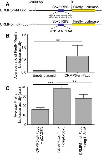 Sox Expression Activates Crmp Promoter A Schematic Representation Of