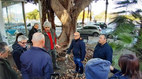 Reggio Calabria interventi a tutela dei Ficus sul Lungomare Falcomatà