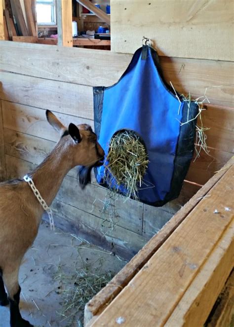 Hay Feeder Options For Goats