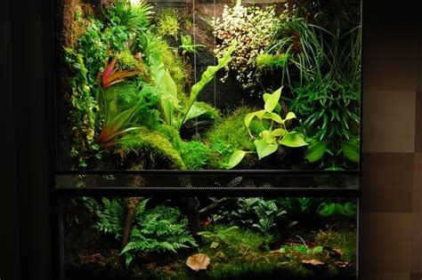 Terrarium Types: Tropical Terrarium