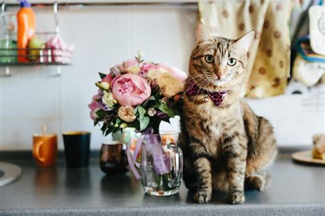 Premium Photo Cat Sitting On Table