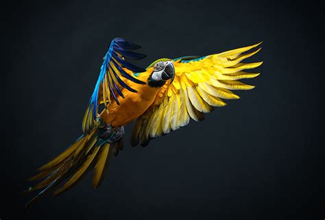 The Parrot Effect How You Can Stand Out To Your Buyers The Small