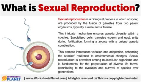 What Is Sexual Reproduction