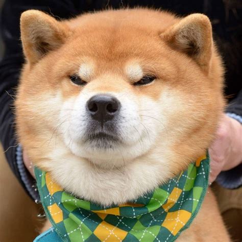 Meet Ryuji The Most Expressive Shiba From Japan Bored Panda