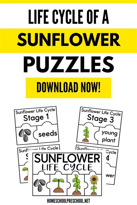 Sunflower Life Cycle Puzzles Free Homeschool Deals