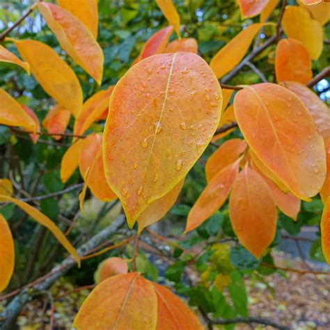 Persimmon Tree: a Delicious Option for Your Yard | Plantly