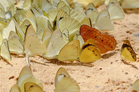 Diversidad De Especies De Mariposas Mariposa Comiendo La Sal Se Lame